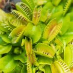 Everything you need to know about growing carnivorous plants