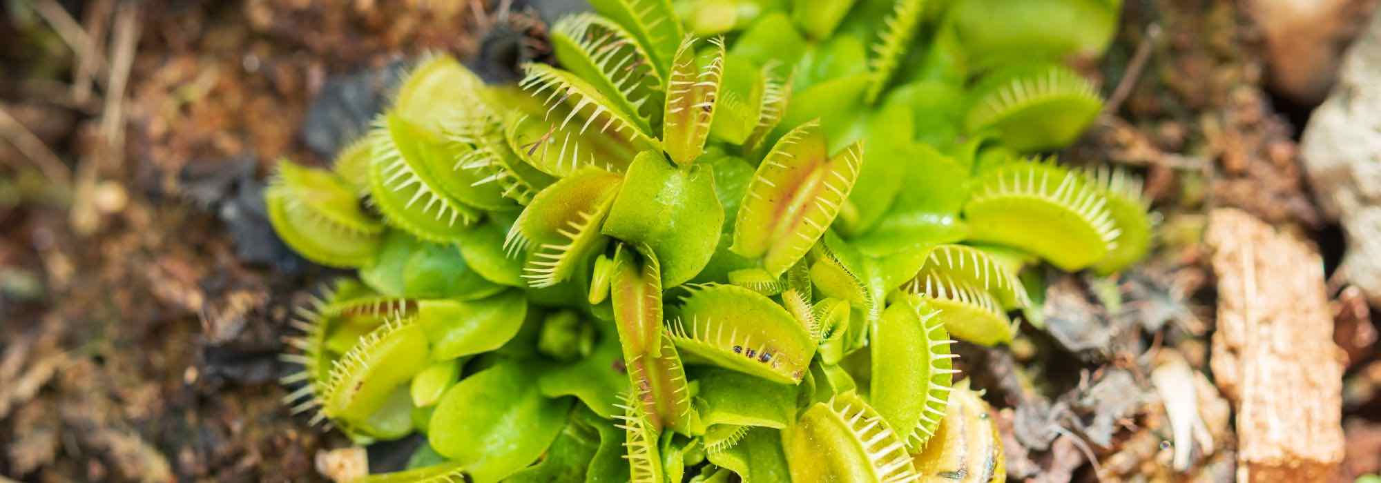 Everything you need to know about growing carnivorous plants