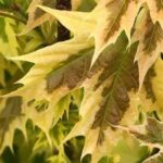 7 maples with variegated foliage