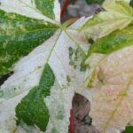 5 maple trees for a small garden