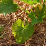 Chop and drop: what is it?