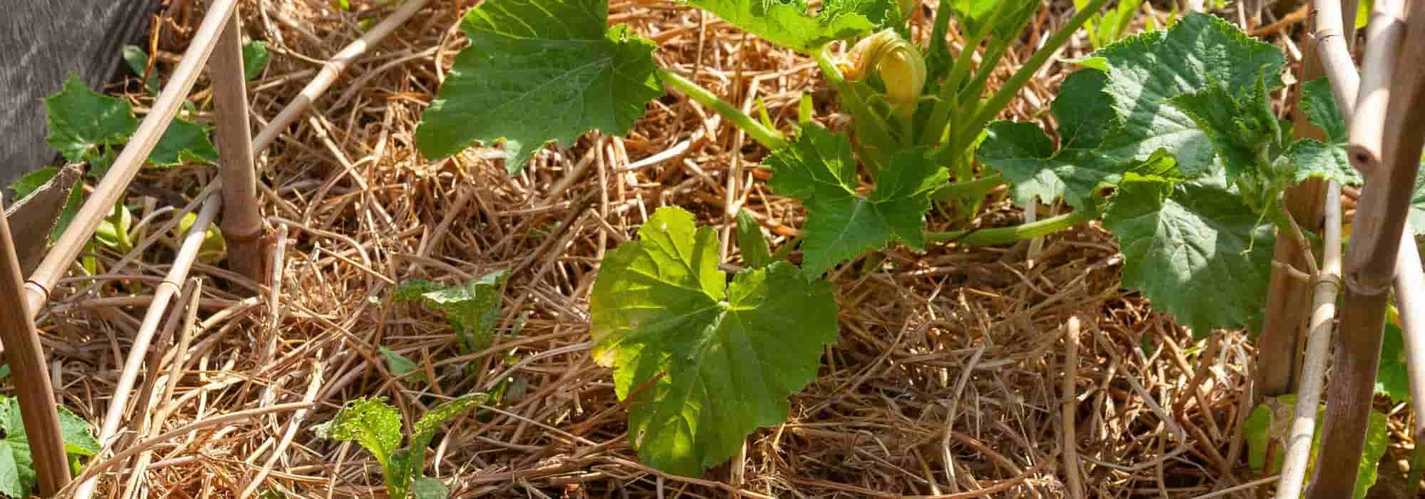 Chop and drop: what is it?