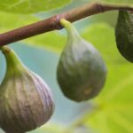 6 Fig trees for the Southern half of France