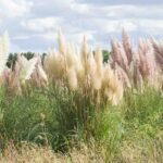 Invasive pampas grass: how to limit its spread or remove it?