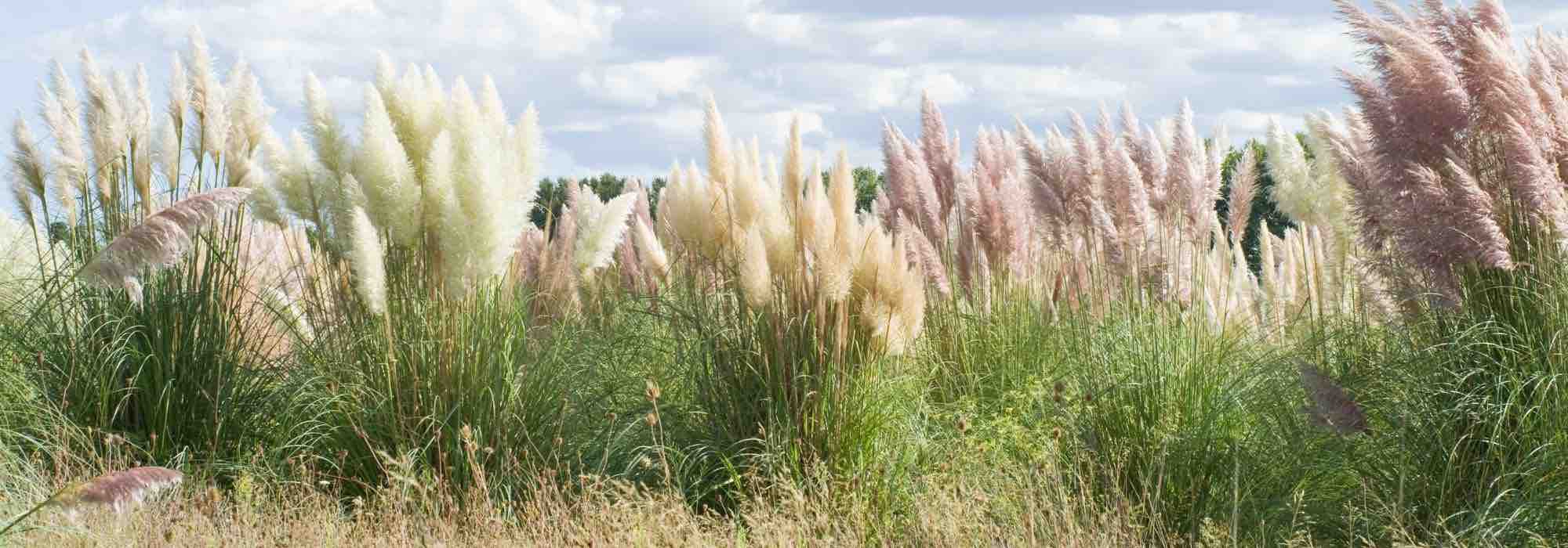 Invasive pampas grass: how to limit its spread or remove it?