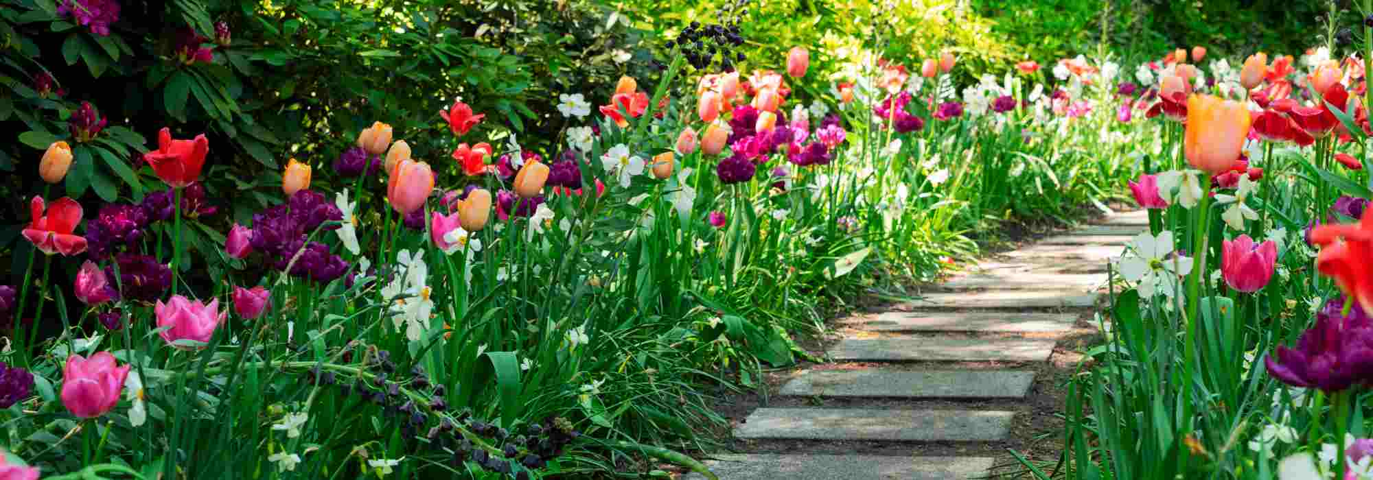 How to get an attractive, flowering garden at the start of spring?