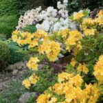 How to create a flowering and attractive garden by the end of spring?