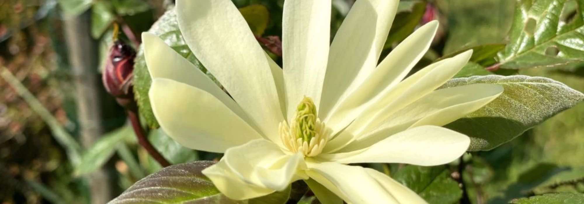 7 magnolias with fragrant blooming