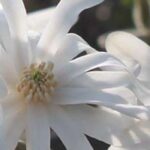 7 Magnolias for small gardens