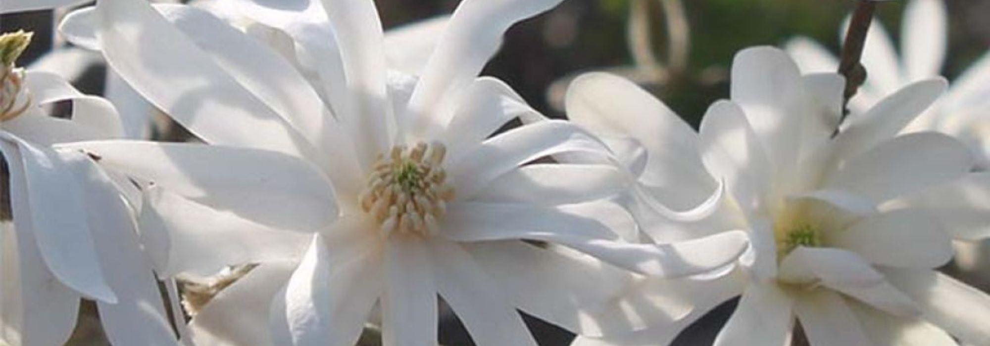 7 Magnolias for small gardens