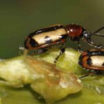 Diseases and pests of Asparagus