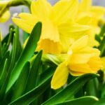 Why aren't my daffodils flowering?