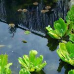 Maintaining a garden pond in winter