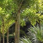 7 XXL palm trees for large gardens
