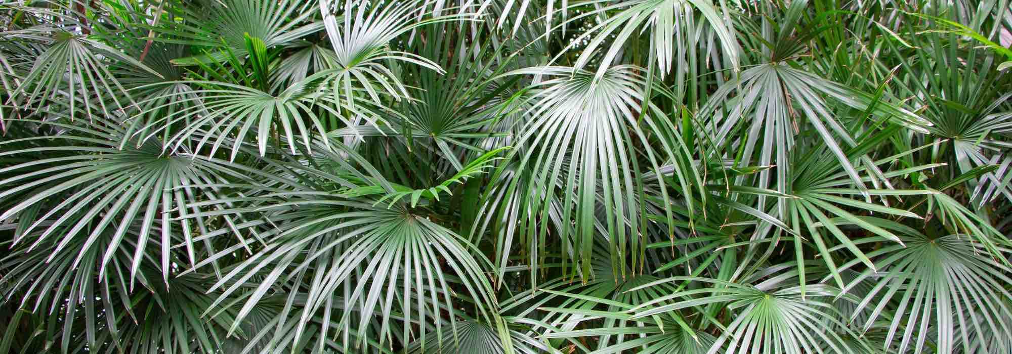 7 dwarf palms for patios, balconies or small gardens