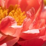 Everything about peonies: types, history and colour symbolism