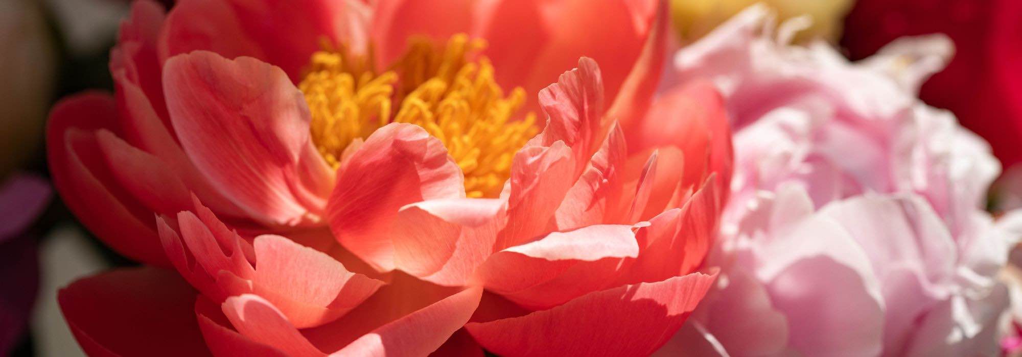 Everything about peonies: types, history and colour symbolism