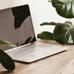 Ideal indoor plants for your office