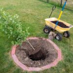 How to plant a maple?