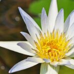 5 aquatic plants for a mild climate