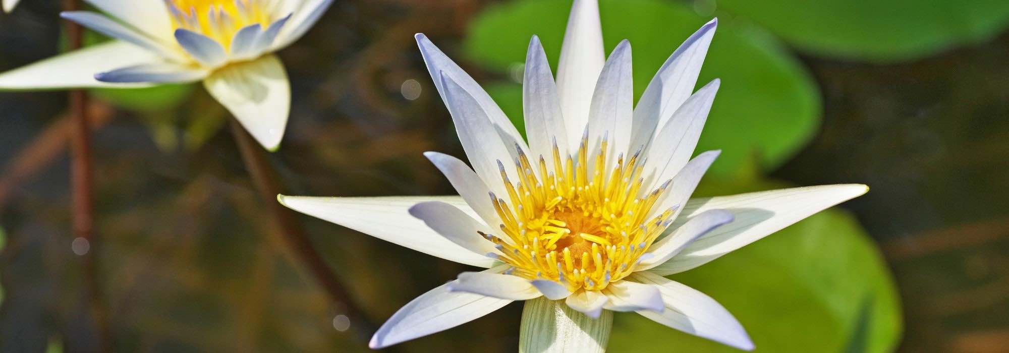 5 aquatic plants for a mild climate