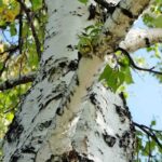 Spotlight on pioneer plants, valuable for biodiversity