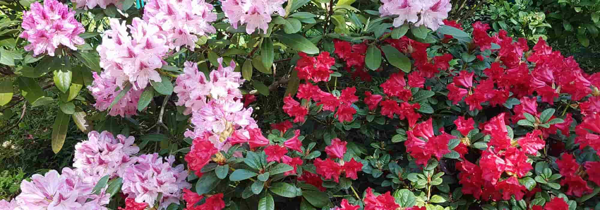 7 dwarf rhododendrons for small gardens and pots