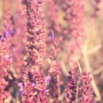 7 salvias with pink flowers