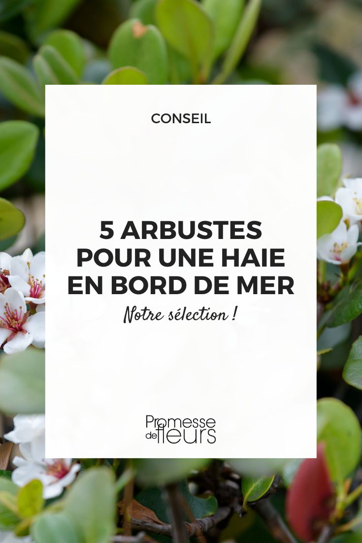5 bushes for a seaside hedge