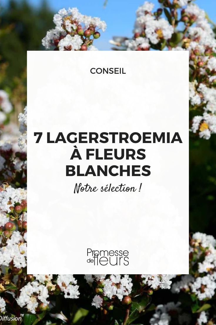 7 White Flowering Lagerstroemia Lagerstroemia indica 'Summer Snow'