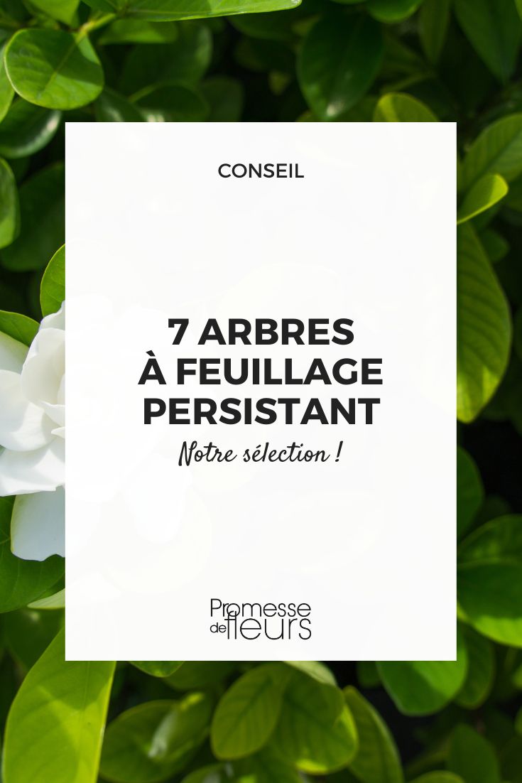 7 evergreen trees Magnolia grandiflora