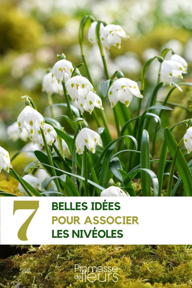 7 beautiful ideas for combining Snowflakes Leucojum
