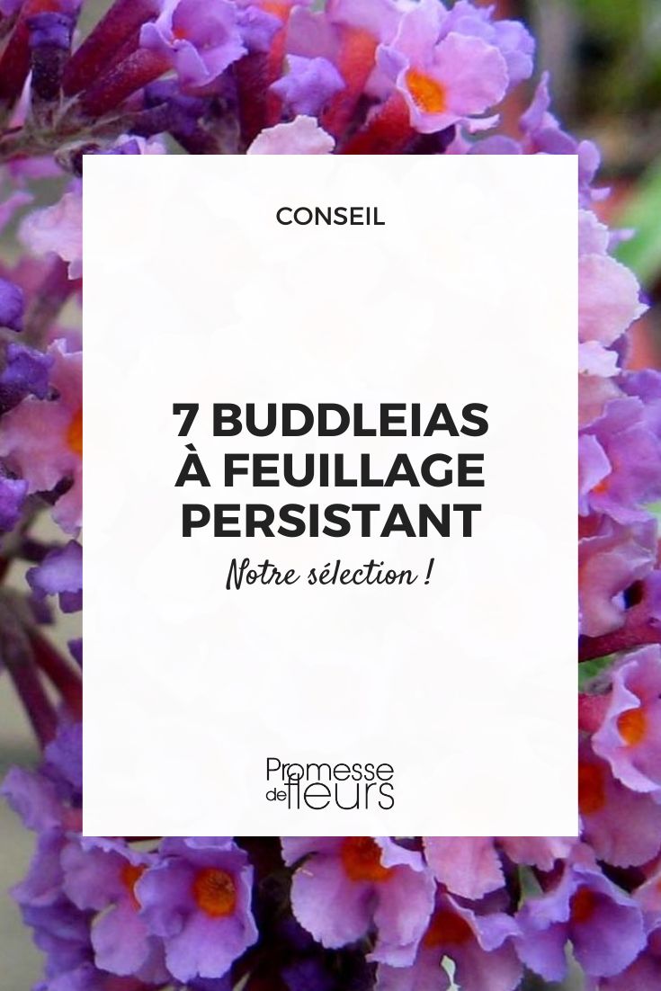 [buddleia-flower-power]