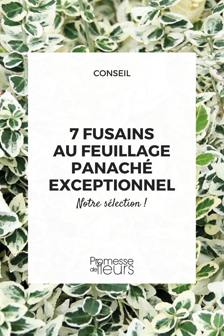 7 variegated vine-plants with exceptional foliage Euonymus 'Dan's Delight'