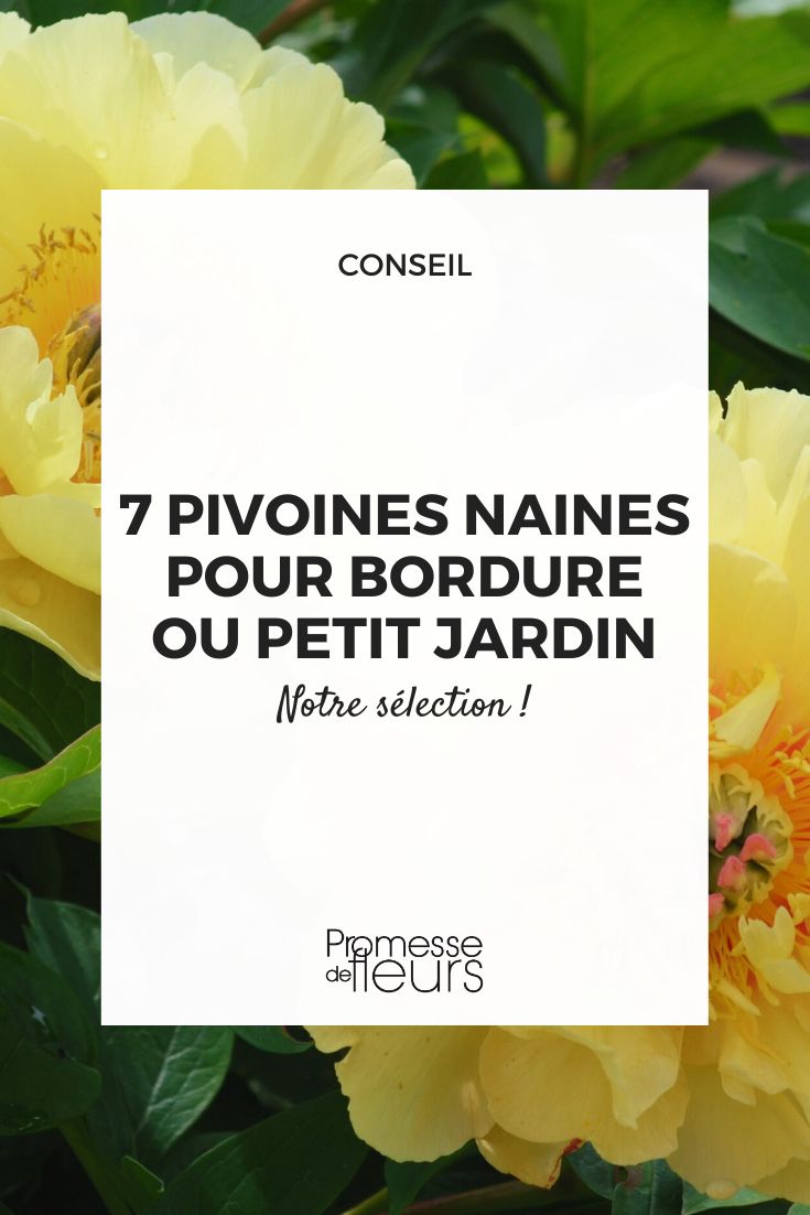 7 Dwarf Peonies for Edging or Small Garden Garden Treasure peony