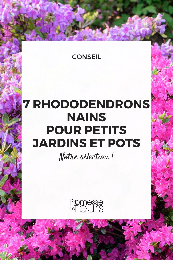 7 Dwarf Rhododendrons for Small Gardens and Containers dwarf varieties of rhododendron