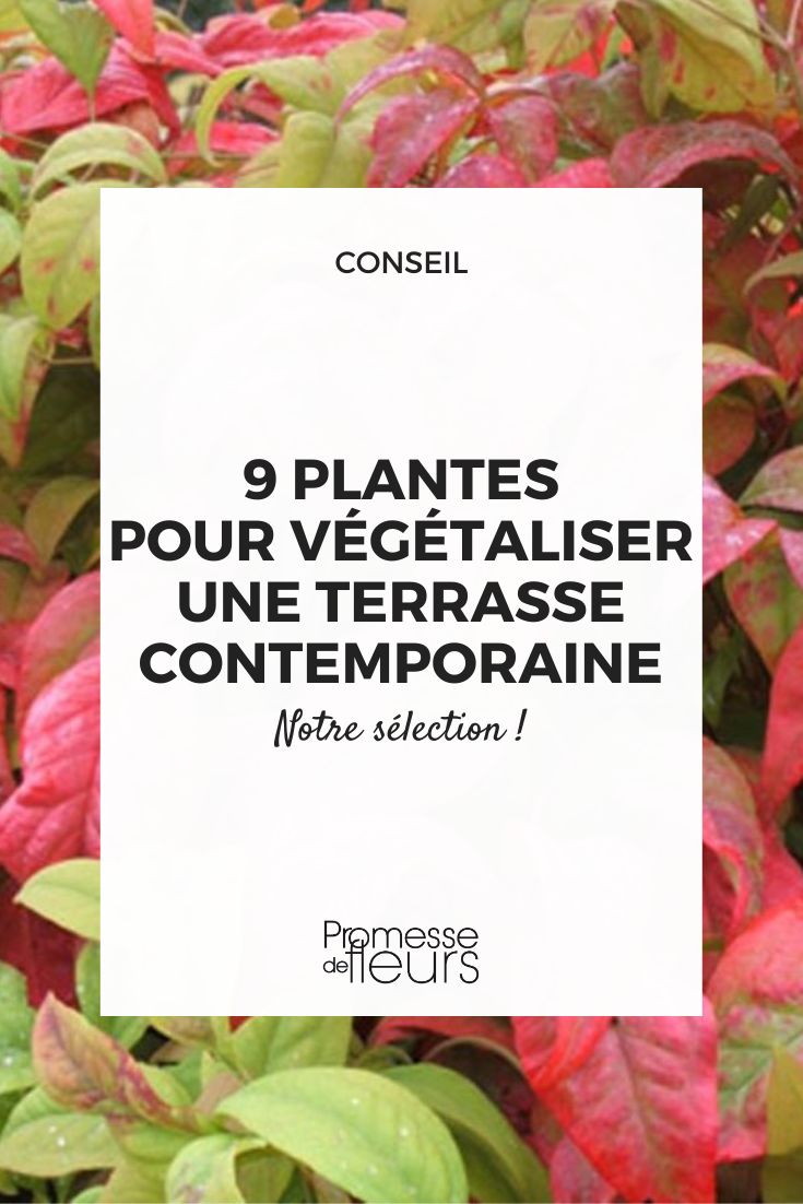 9 ideal plants to green up a contemporary terrace Nandina domestica 'Fire Power'