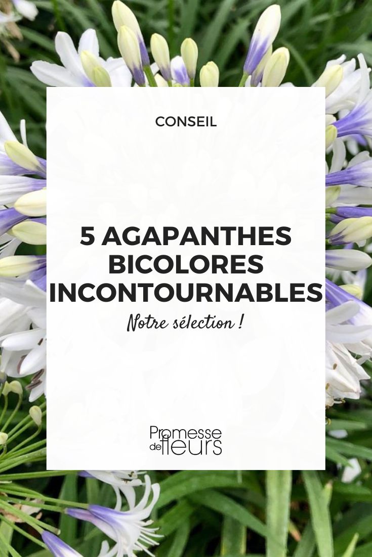 Bicolor Agapanthus: 5 Essential Varieties Agapanthus 'Twister'