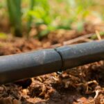 Drip irrigation: is it really the panacea?