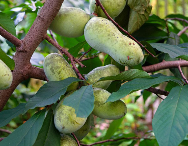 How to harvest and store Asiminia tree fruits?