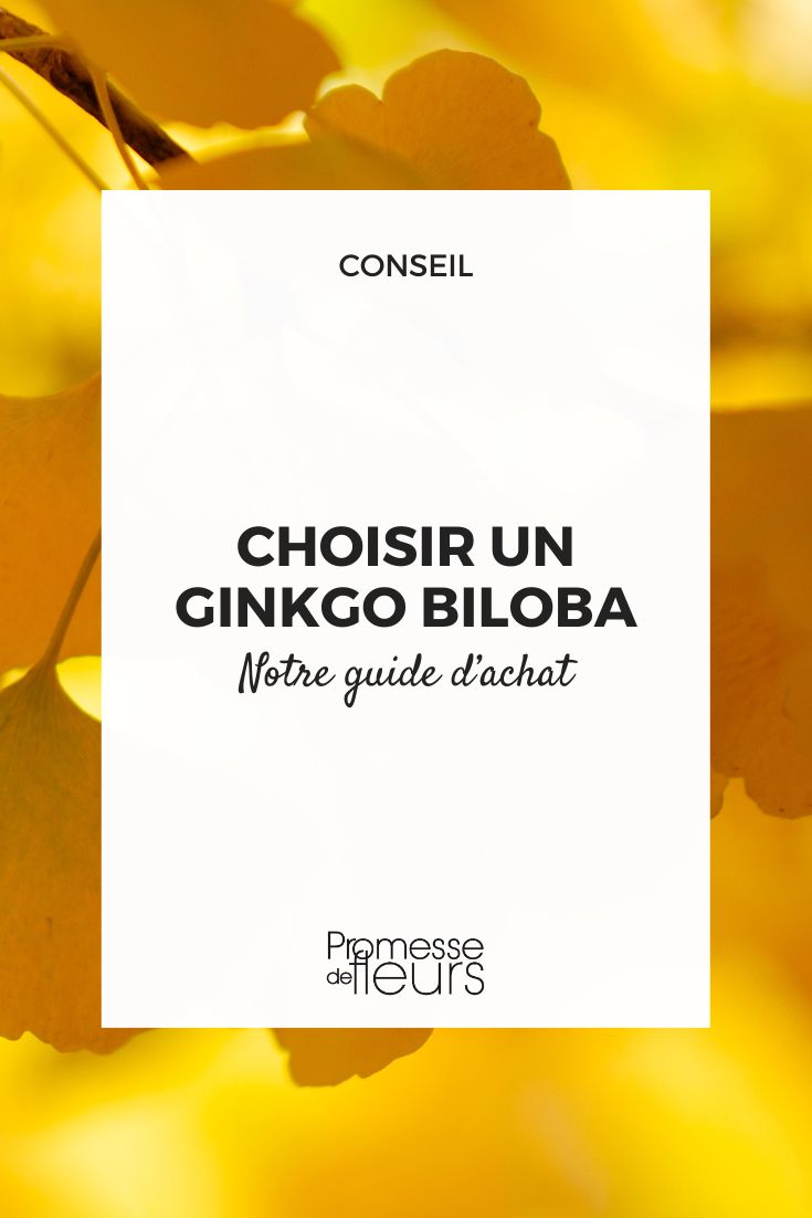 Choose a Ginkgo biloba: our buying guide Ginkgo biloba