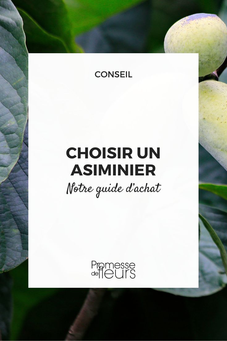 Choose a Pawpaw Tree: Our Buying Guide pawpaw