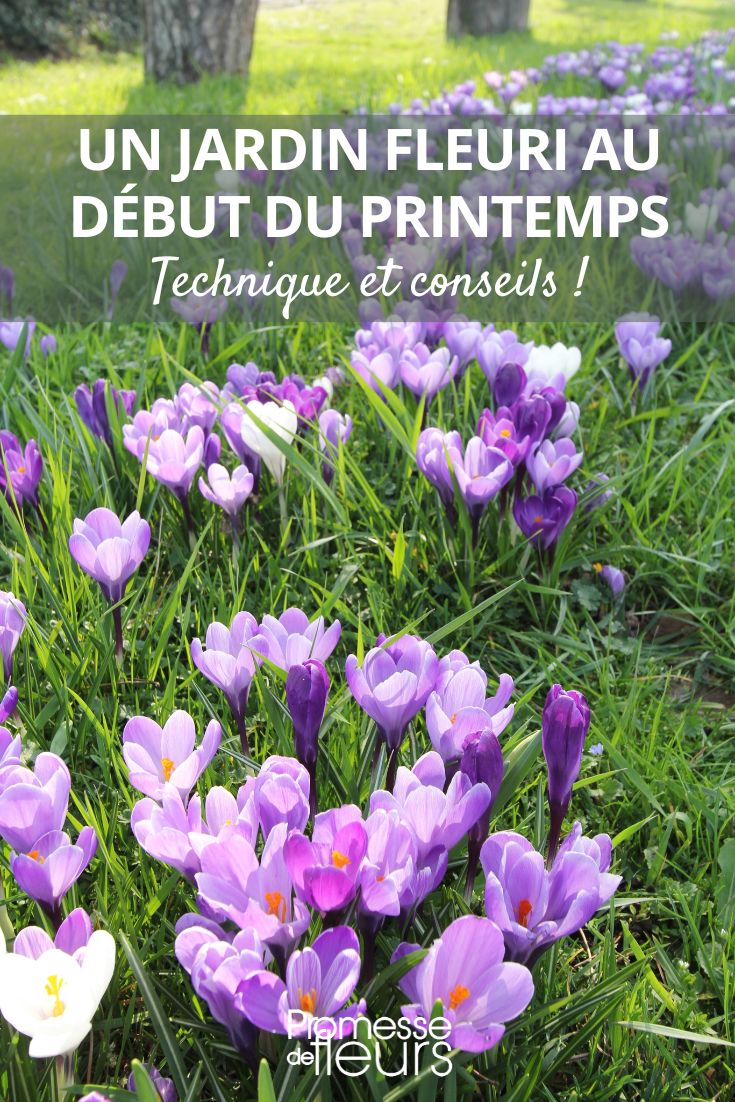 How to have an attractive and flowery garden at the beginning of spring crocus