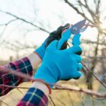How to use your pruning shear properly?