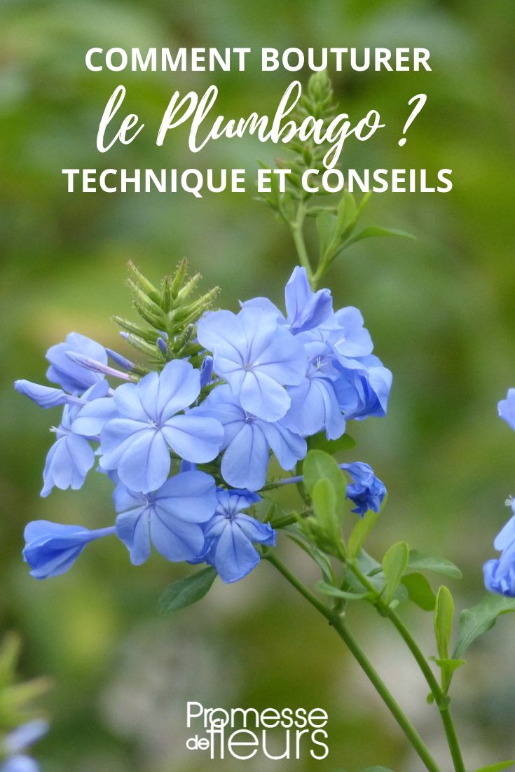 Cape Leadwort