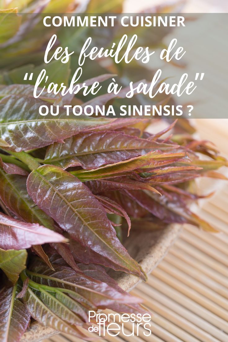 Toona sinensis Recipe and Cooking
