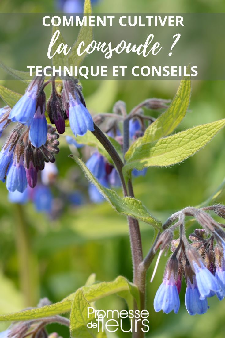Comfrey