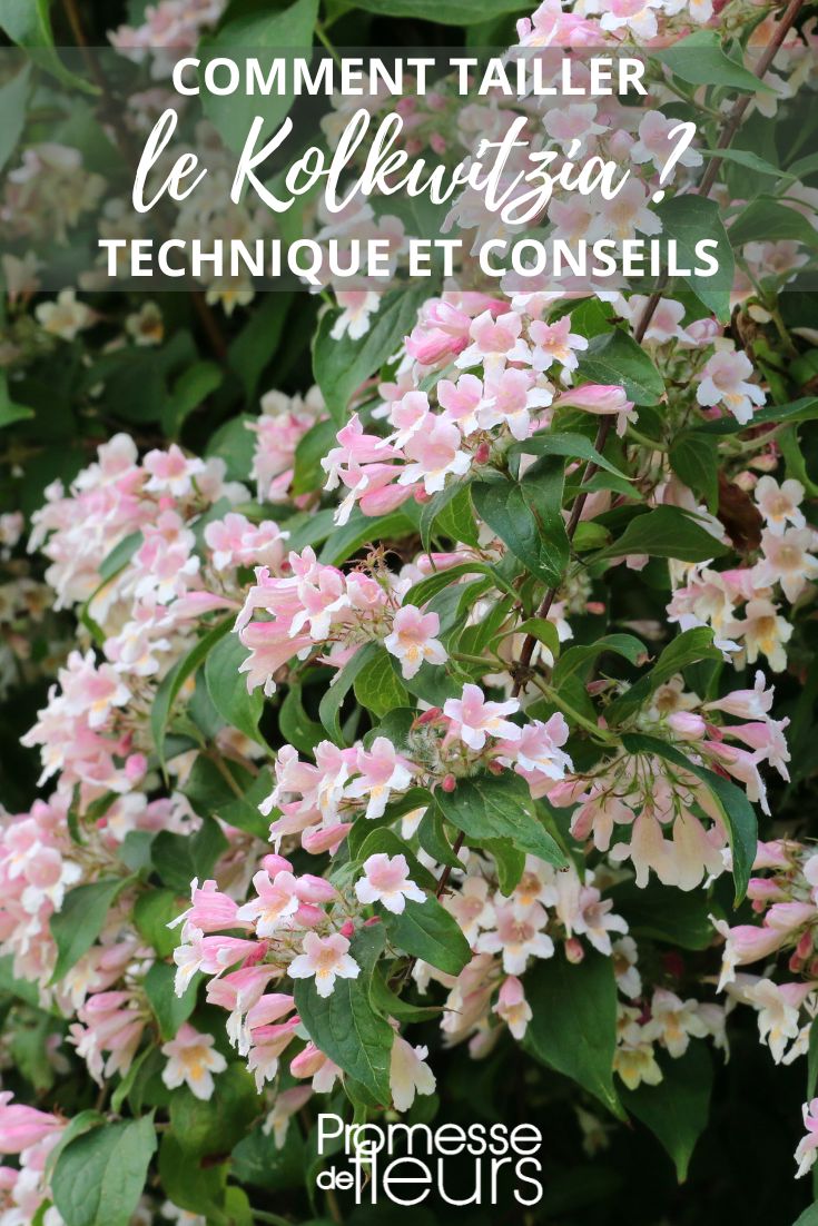 Pink Flowering Kolkwitzia