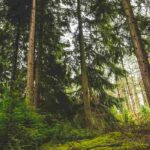 Plant communication: how does it work?