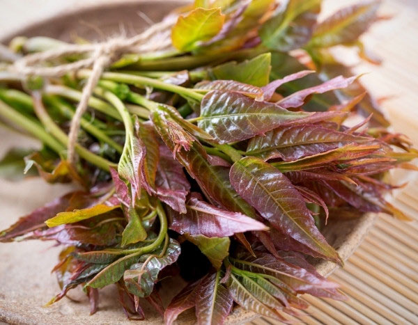 How to cook leaves of the 'salad tree' <em>Toona sinensis</em>?